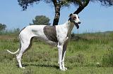GREYHOUND 121